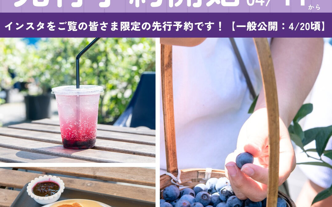 関東最大級 東金ジャンボブルーベリー