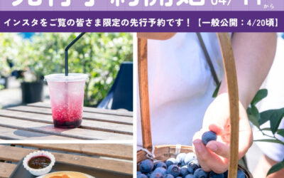 関東最大級　東金ジャンボブルーベリー