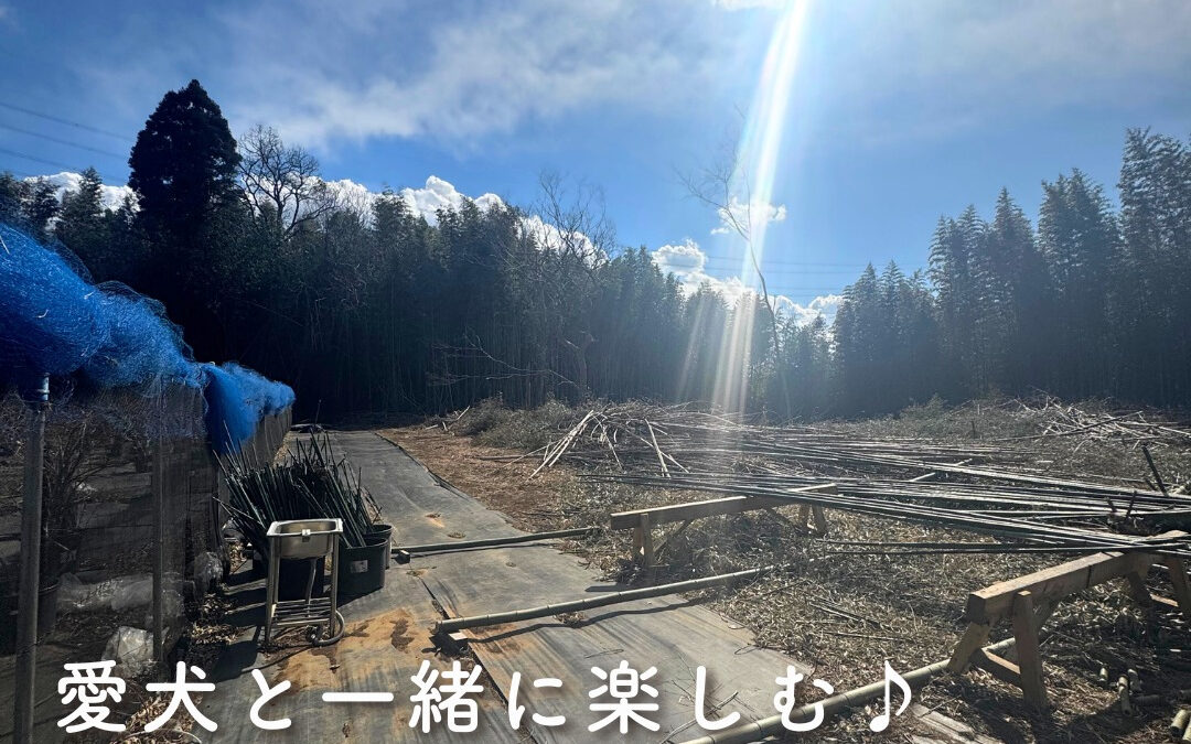 関東最大級 東金ジャンボブルーベリー