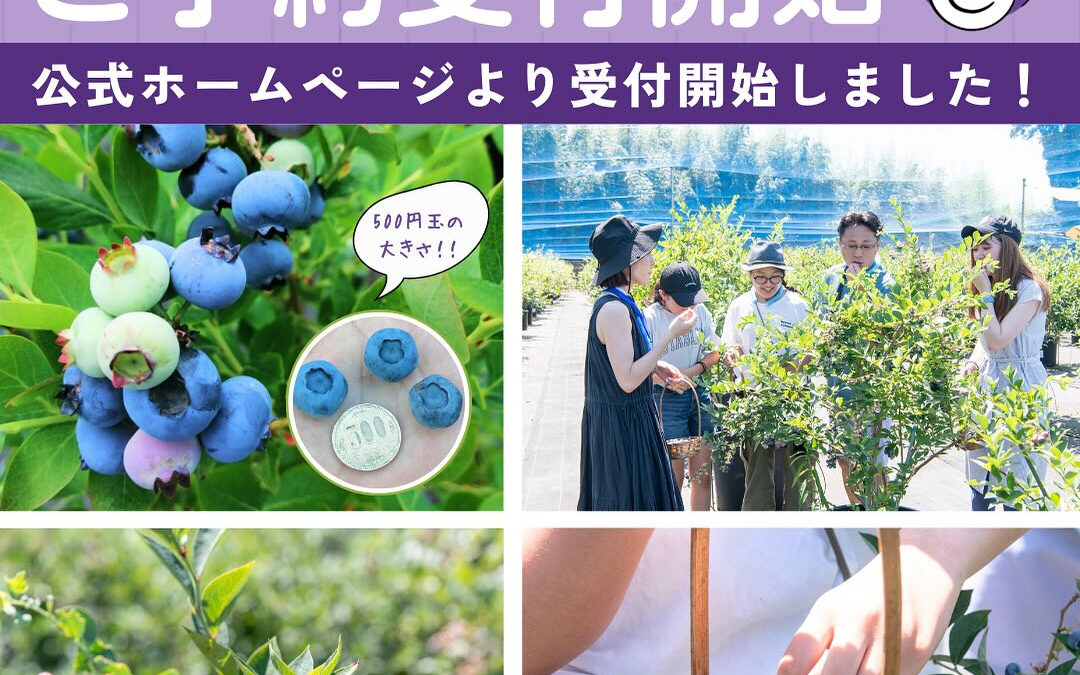 関東最大級 東金ジャンボブルーベリー