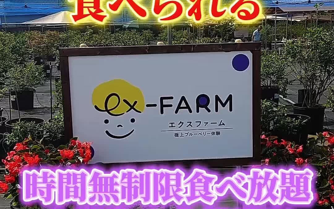 関東最大級　東金ジャンボブルーベリー