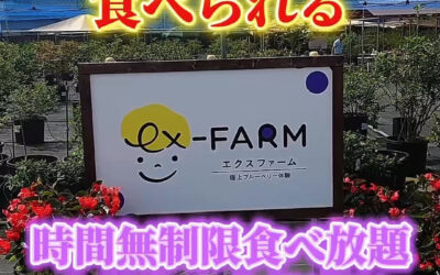 関東最大級　東金ジャンボブルーベリー