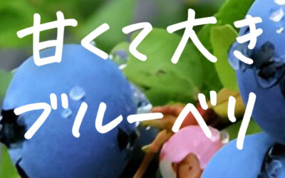 関東最大級　東金ジャンボブルーベリー