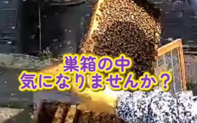 関東最大級　東金ジャンボブルーベリー