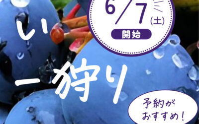 関東最大級　東金ジャンボブルーベリー
