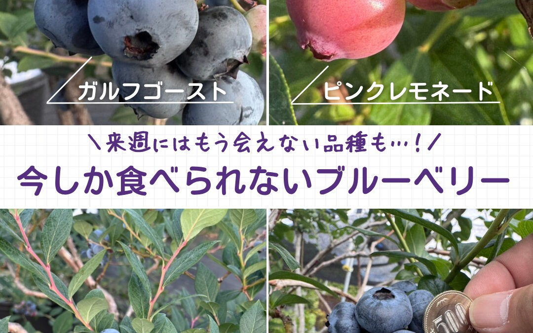 関東最大級　東金ジャンボブルーベリー