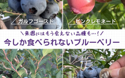 関東最大級　東金ジャンボブルーベリー
