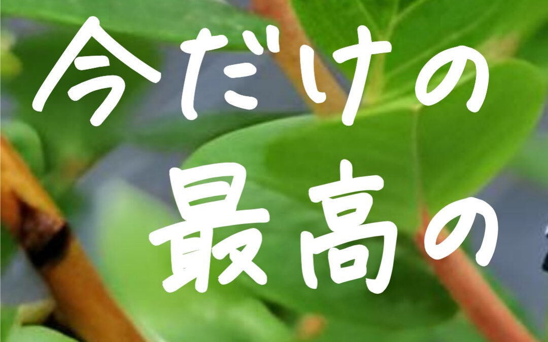 関東最大級　東金ジャンボブルーベリー