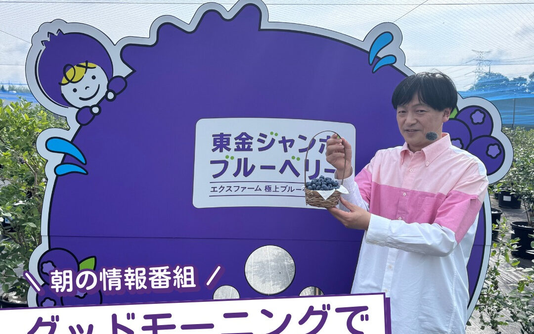 関東最大級　東金ジャンボブルーベリー
