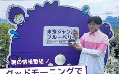 関東最大級　東金ジャンボブルーベリー