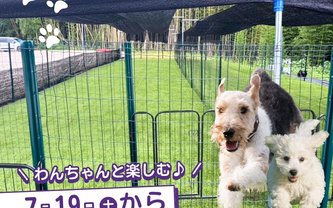 関東最大級　東金ジャンボブルーベリー