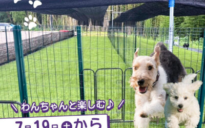 関東最大級　東金ジャンボブルーベリー