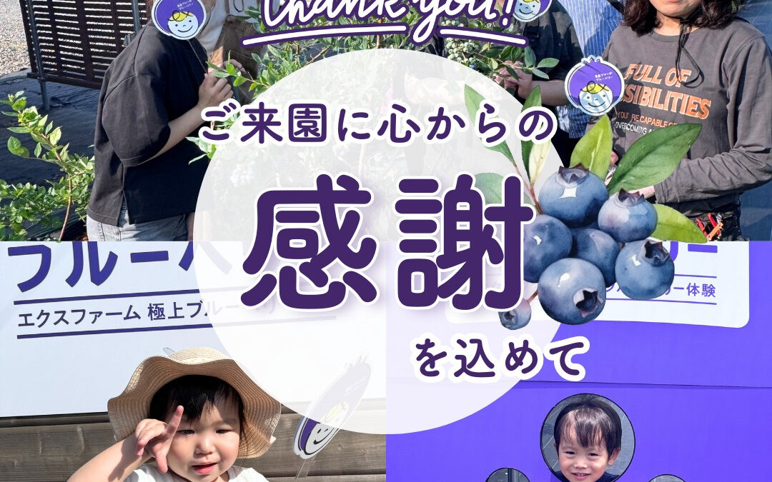 関東最大級　東金ジャンボブルーベリー