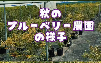 関東最大級　東金ジャンボブルーベリー