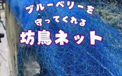 関東最大級　東金ジャンボブルーベリー