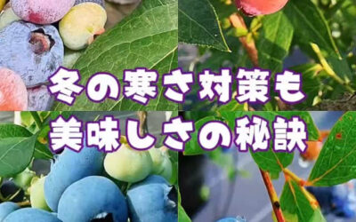 関東最大級 東金ジャンボブルーベリー