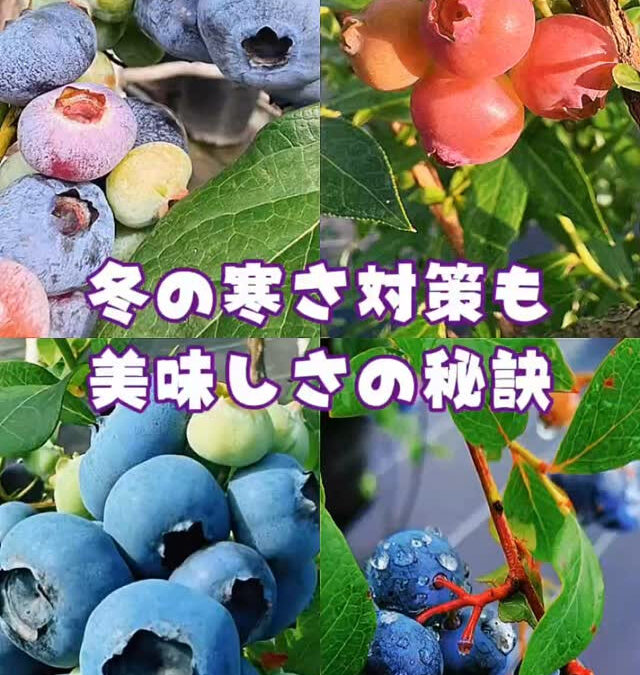 関東最大級　東金ジャンボブルーベリー