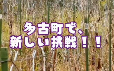 関東最大級　東金ジャンボブルーベリー