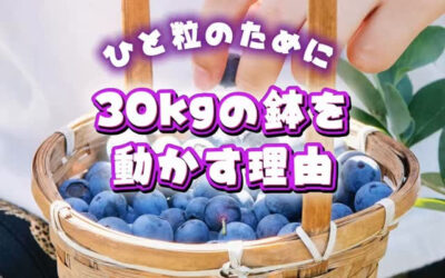 関東最大級 東金ジャンボブルーベリー