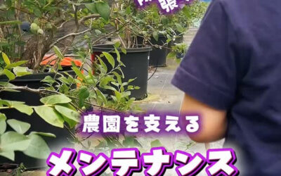 関東最大級 東金ジャンボブルーベリー