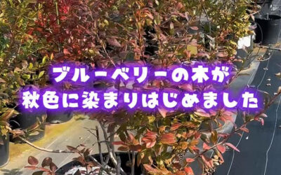 関東最大級 東金ジャンボブルーベリー