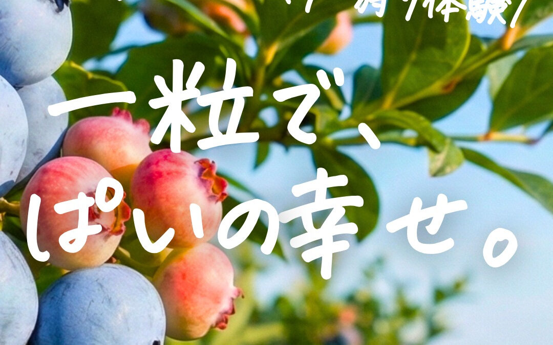 関東最大級　東金ジャンボブルーベリー