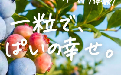 関東最大級 東金ジャンボブルーベリー