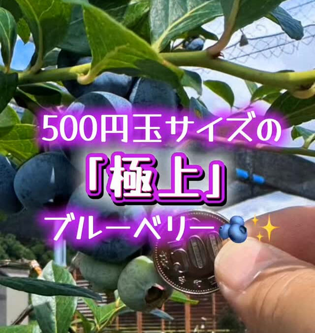 関東最大級　東金ジャンボブルーベリー