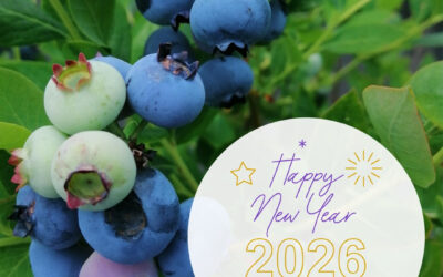 関東最大級　東金ジャンボブルーベリー