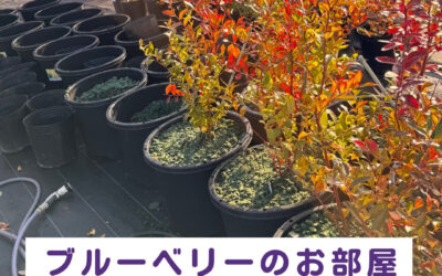 関東最大級　東金ジャンボブルーベリー