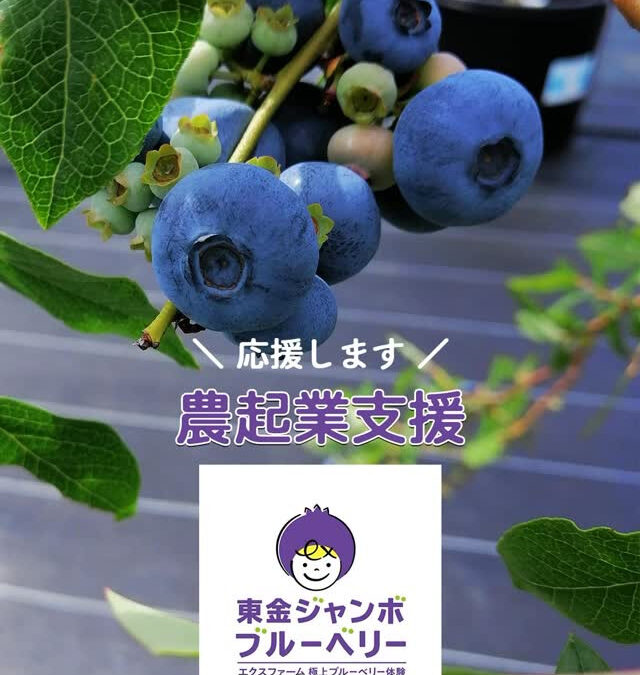 関東最大級　東金ジャンボブルーベリー