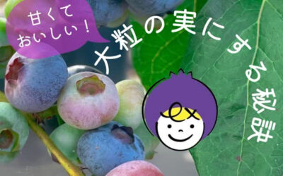 関東最大級 東金ジャンボブルーベリー