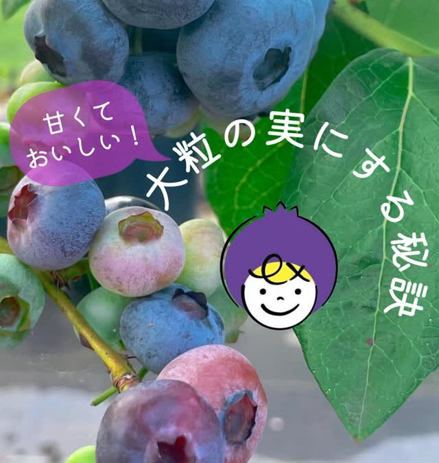 関東最大級　東金ジャンボブルーベリー