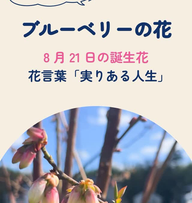関東最大級　東金ジャンボブルーベリー