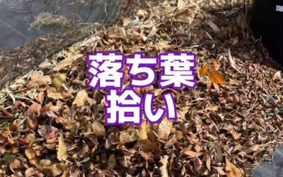 関東最大級 東金ジャンボブルーベリー