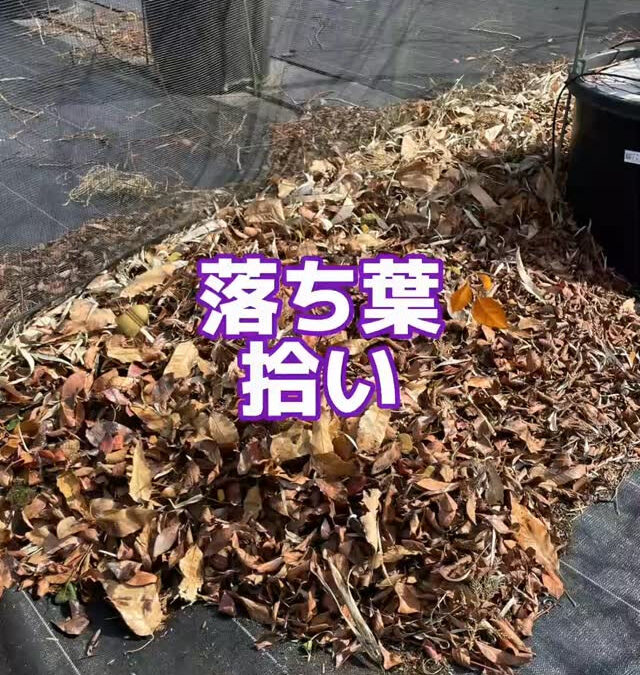 関東最大級　東金ジャンボブルーベリー