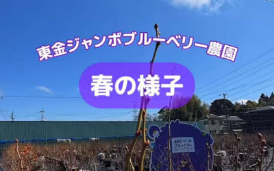 関東最大級　東金ジャンボブルーベリー