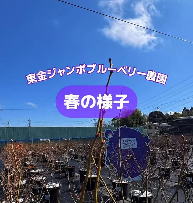 関東最大級　東金ジャンボブルーベリー