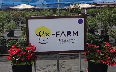 関東最大級　東金ジャンボブルーベリー