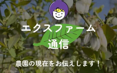 関東最大級 東金ジャンボブルーベリー