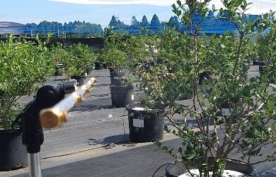 暑いのでミスト全開です！日陰のテーブルもたくさんありますよー