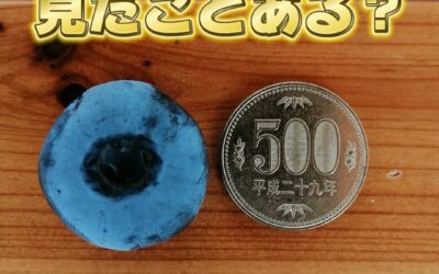 関東最大級　東金ジャンボブルーベリー