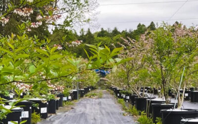 関東最大級　東金ジャンボブルーベリー