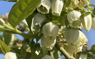 関東最大級　東金ジャンボブルーベリー