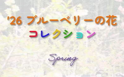 関東最大級　東金ジャンボブルーベリー