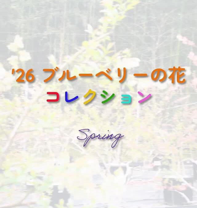 関東最大級　東金ジャンボブルーベリー