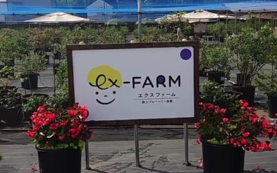 関東最大級　東金ジャンボブルーベリー
