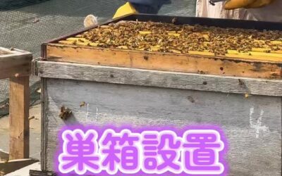 関東最大級　東金ジャンボブルーベリー