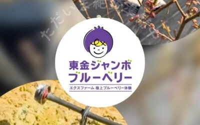 関東最大級 東金ジャンボブルーベリー