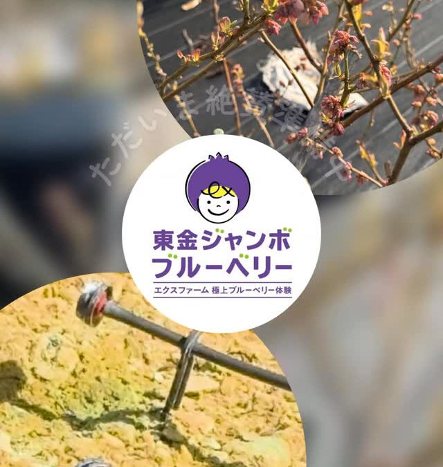 関東最大級　東金ジャンボブルーベリー